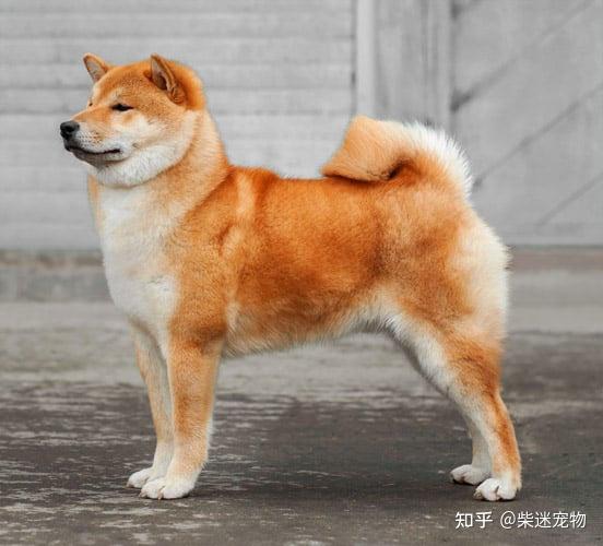 柴犬可以吃梨瓜吗视频,美味还是禁忌?