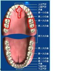 吃瓜磨破上颚正常吗视频,揭秘日常饮食中的意外伤害
