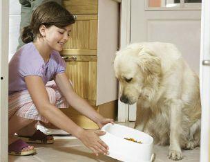 柯基吃白兰瓜好吗视频,萌宠美食体验分享