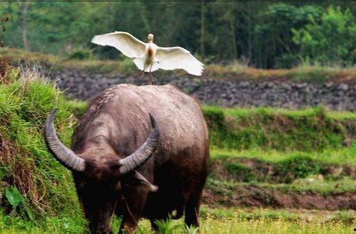 老牛吃瓜视频大全,盘点全网热门搞笑视频集锦