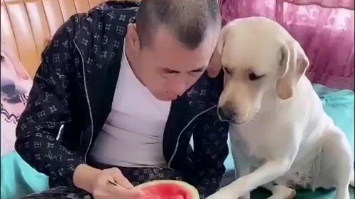 吃瓜拉布拉多主人视频,萌宠互动,欢乐满满