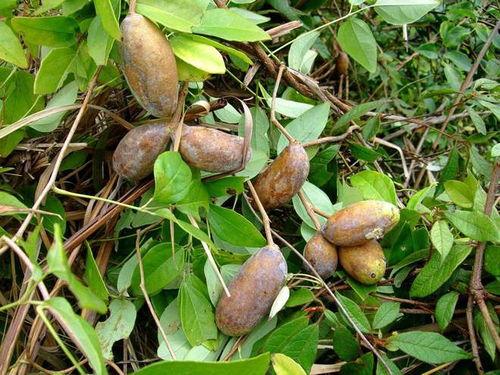 野外吃野生八月瓜视频,揭秘八月瓜的野生美味之旅