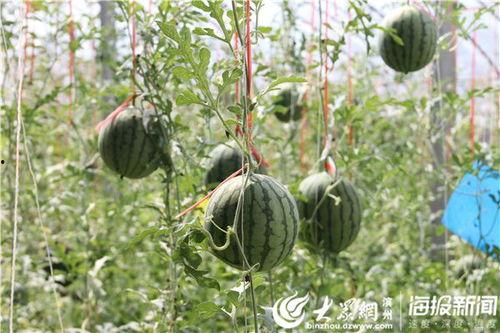 利川网红吃瓜事件视频,一场网络狂欢背后的真相揭秘