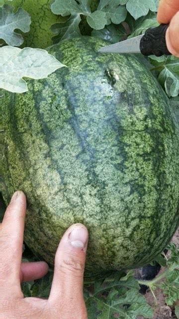 吃沙瓜的视频在线观看,在线观看沙瓜视频,感受夏日清凉