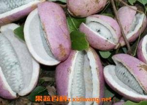 小伙伴们吃八月瓜的视频,小伙伴们欢乐品尝瞬间