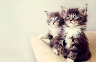 相扑猫吃瓜视频大全集,萌宠搞笑视频合集