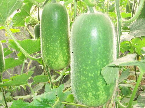 广西黑美人吃瓜视频大全,视频大全带你领略夏日清凉