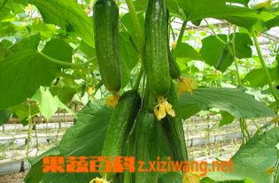 乳瓜长芽可以吃吗视频,揭秘安全食用指南