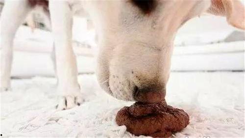 母狗吃山瓜吗好吗视频,一场意外的美食之旅