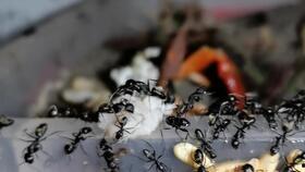 蚂蚁吃哈密瓜视频,揭秘蚂蚁如何享用哈密瓜盛宴