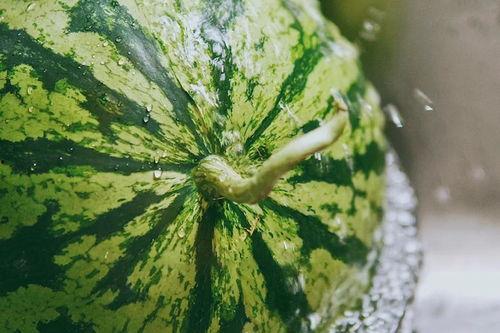 田间吃瓜视频教学,趣味农业教学新方式