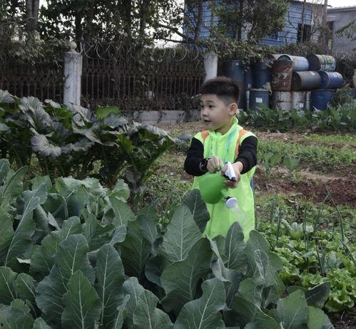 吃瓜群众种菜视频播放,跟随吃瓜群众一起体验种菜乐趣