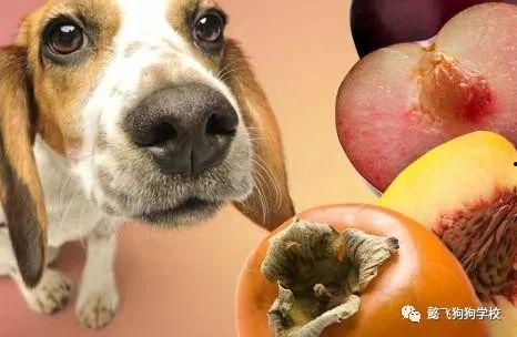 土瓜能给狗吃吗视频教程,狗狗健康饮食新选择