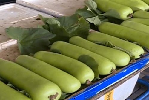 葫芦瓜都不可以吃吗视频,葫芦瓜真的不能食用吗?