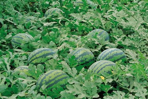 菜地吃瓜视频素材高清图片,捕捉田园生活趣味瞬间