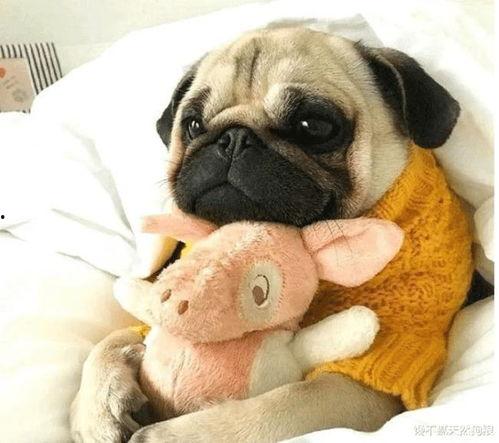 巴哥可以吃白瓜吗视频,揭秘白瓜的适宜性