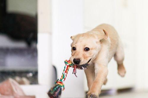 狗吃生瓜好不好吃呀视频,美味还是挑战？