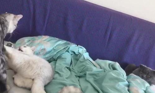 布偶打架吃瓜视频,吃瓜群众围观笑翻