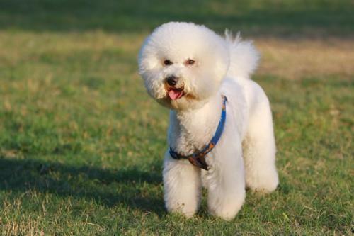 比熊犬可以吃猪瓜吗视频,猪瓜的适宜性探讨