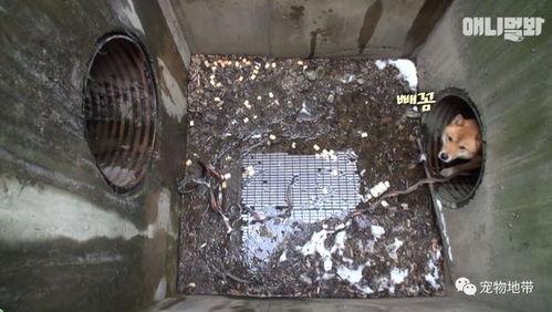 小伙吃瓜掉下水道的视频,小伙上演“捞瓜大作战”