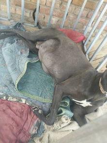 细狗程女士吃瓜视频